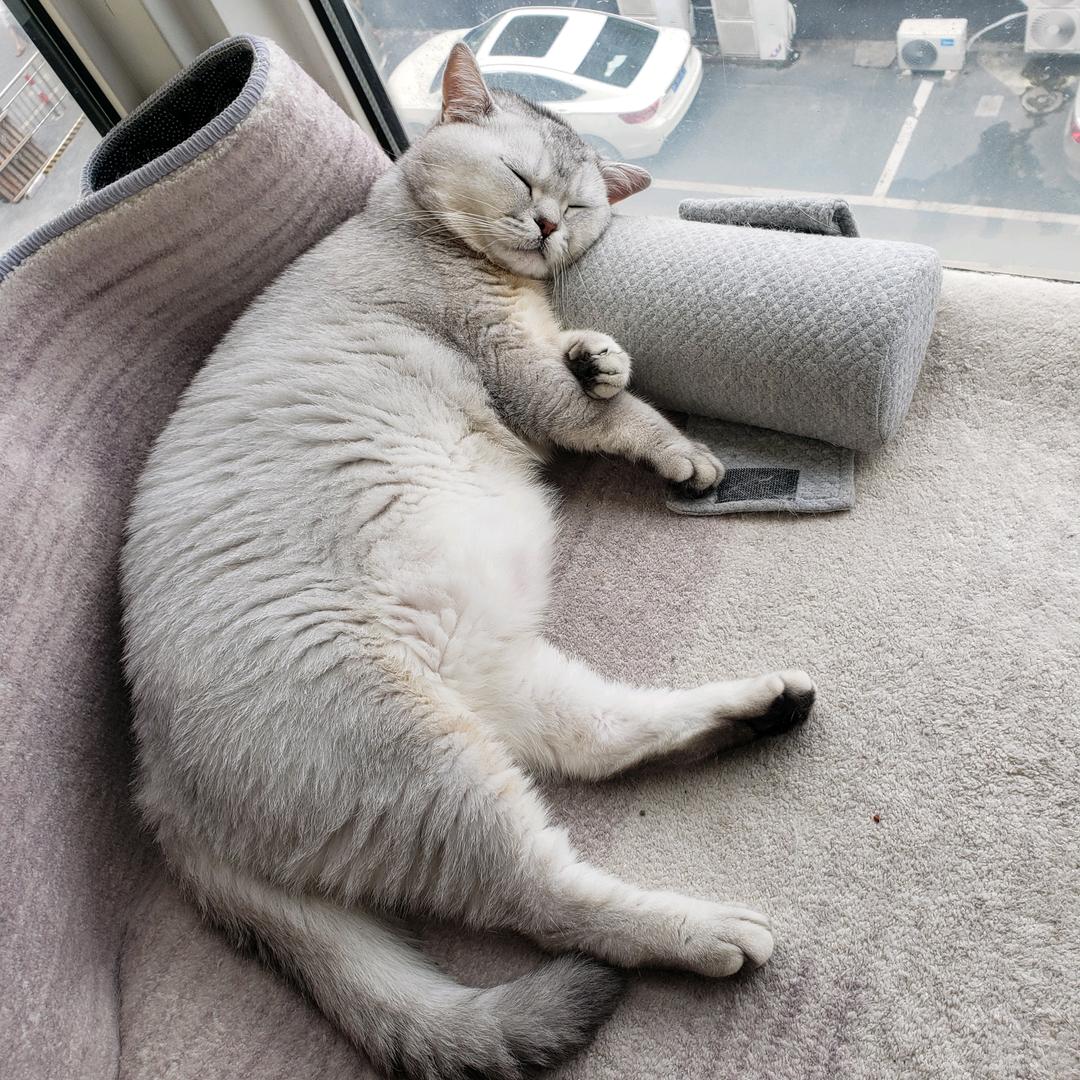 骨瘦如柴的胖墩