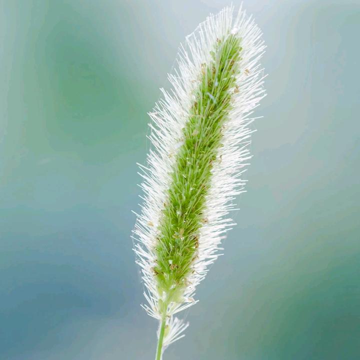 小柒00