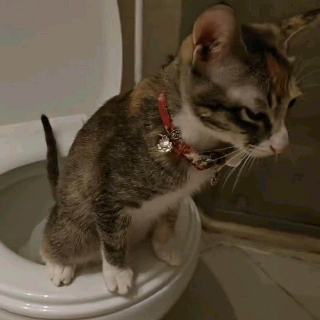 马小猫是猫
