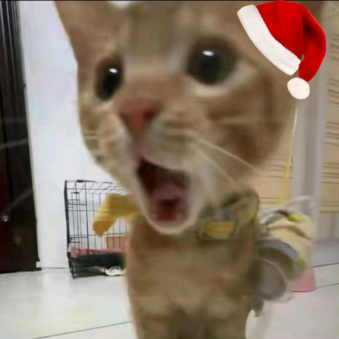 七七和小随的跑跑日记