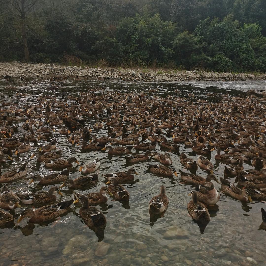 山泉水土鸭