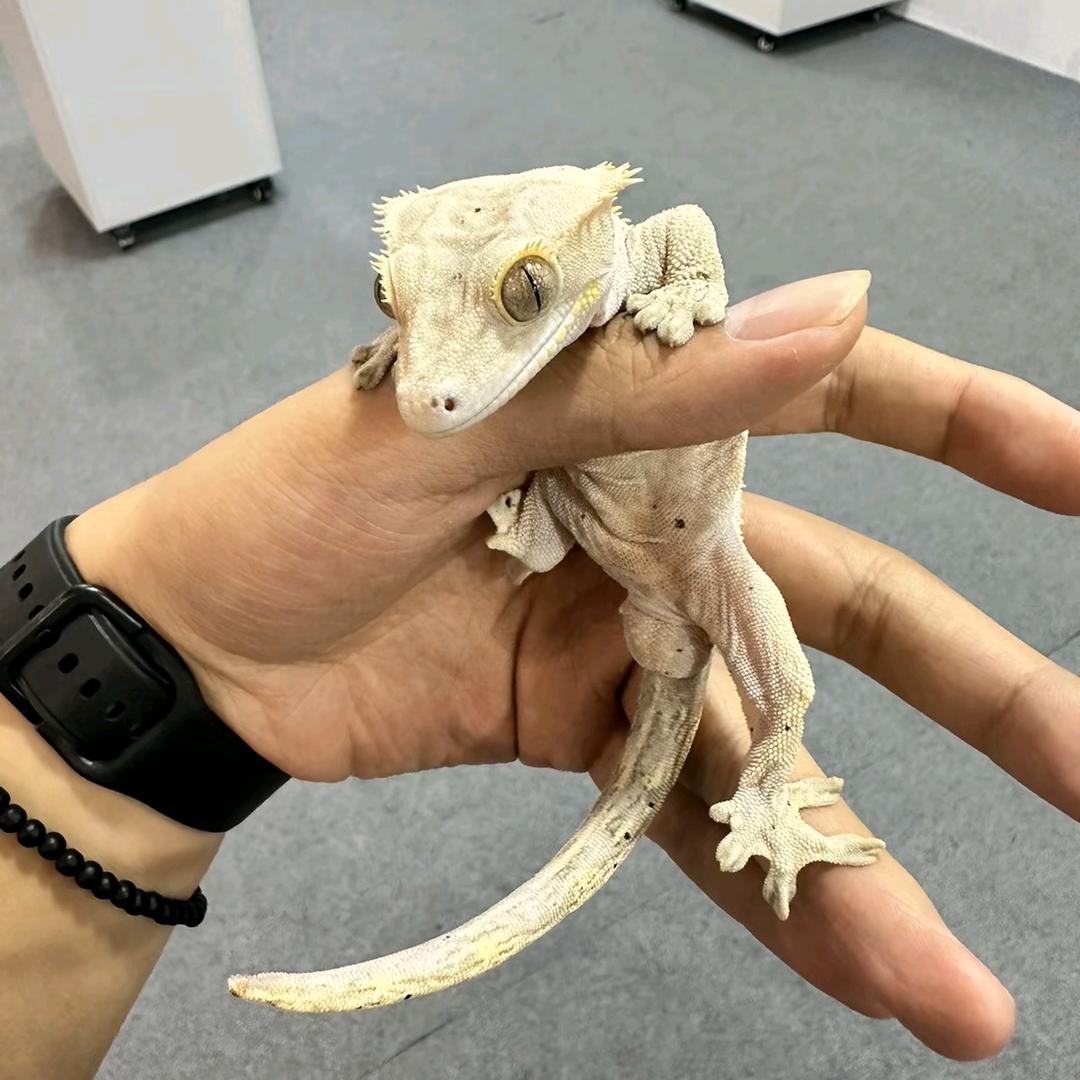 程志豪
