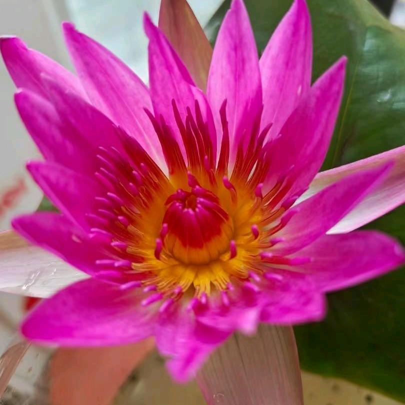 芳芳9988