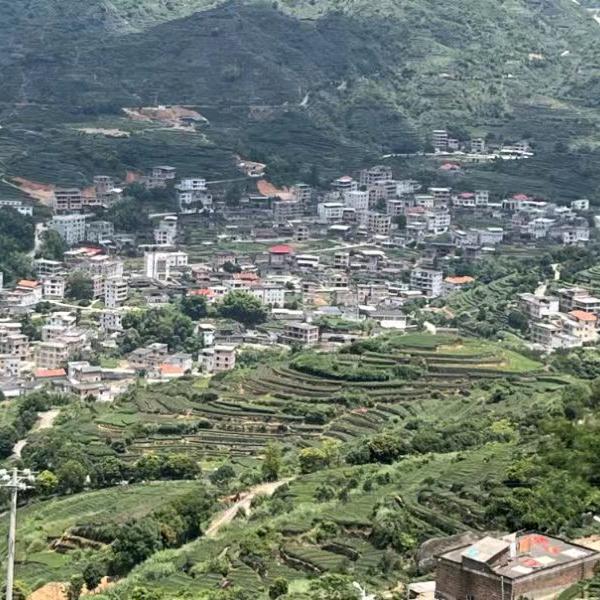 高春茶业