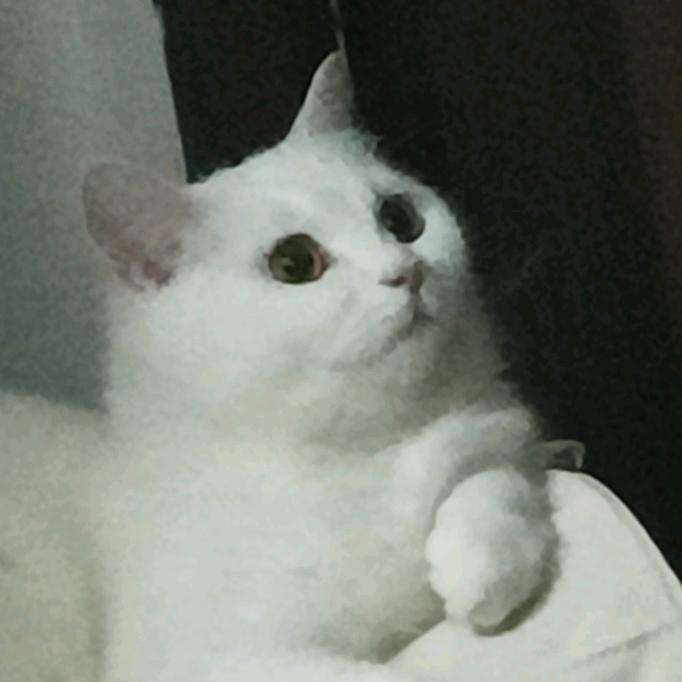 皮卡丘～～