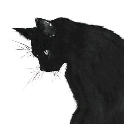 黑猫看剧
