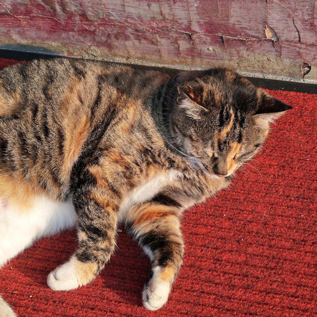 有点脑子但不多