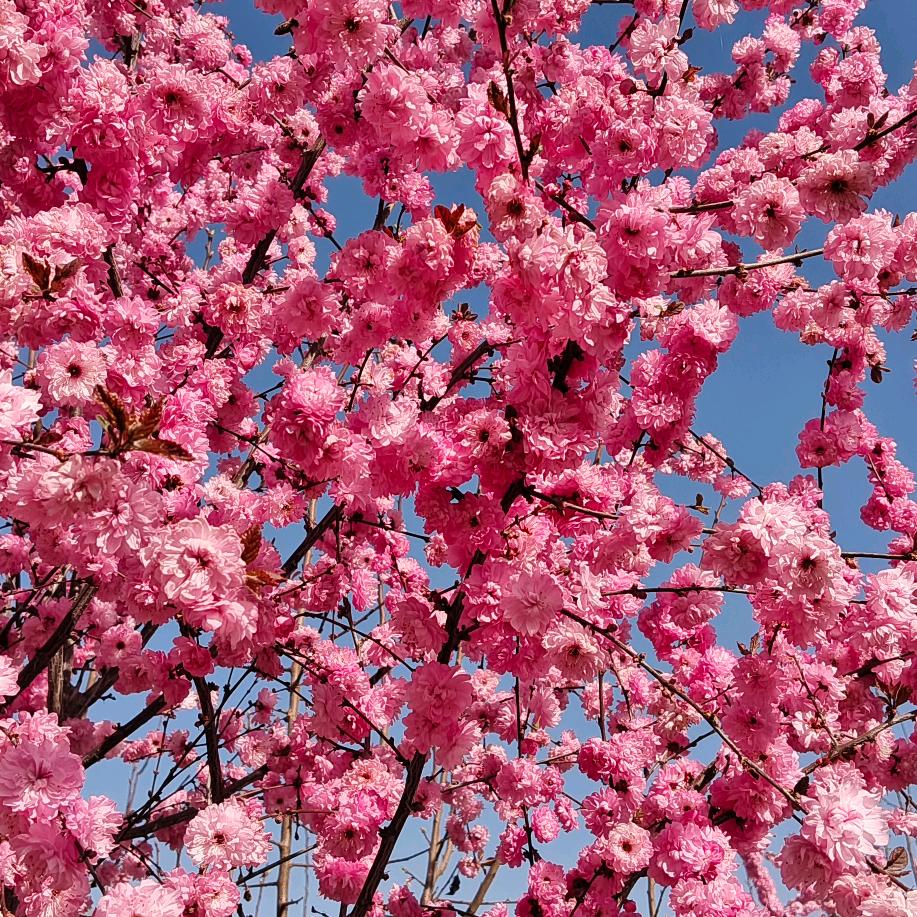 甘肃定西海林苗木