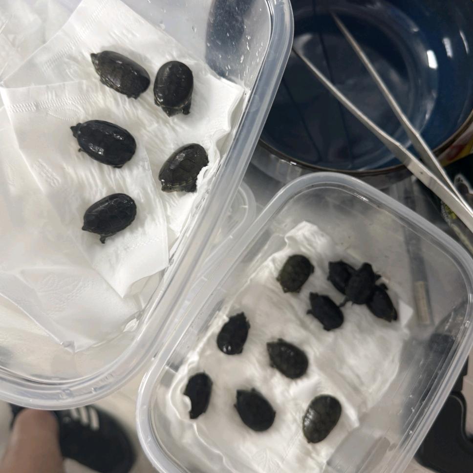 阿强不会养窄桥.