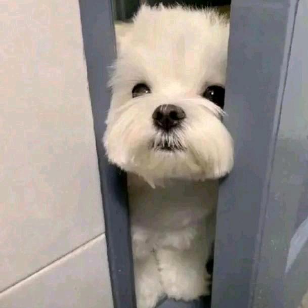 ૮₍ ˃ ⤙ ˂ ₎ა