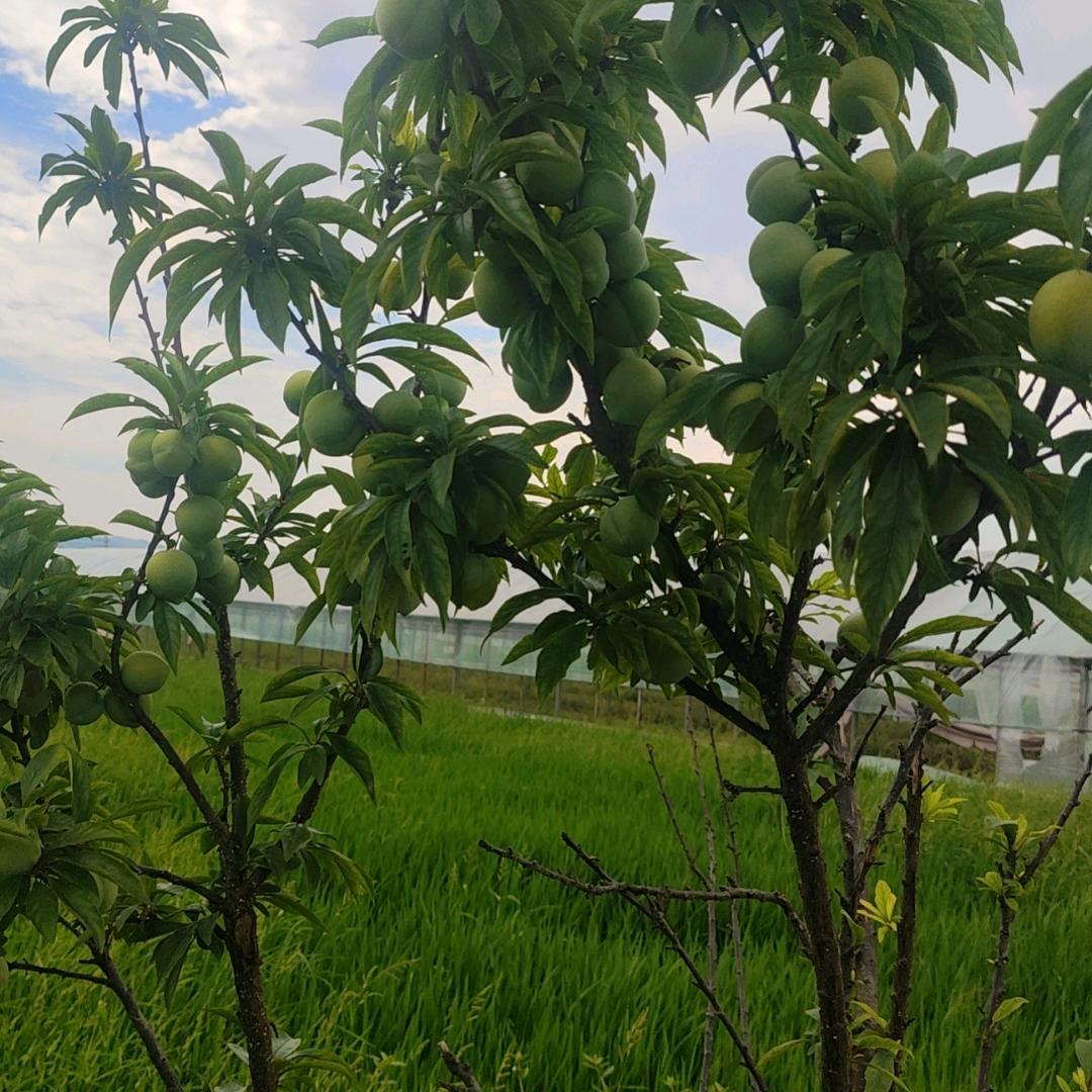 辽阔的草原