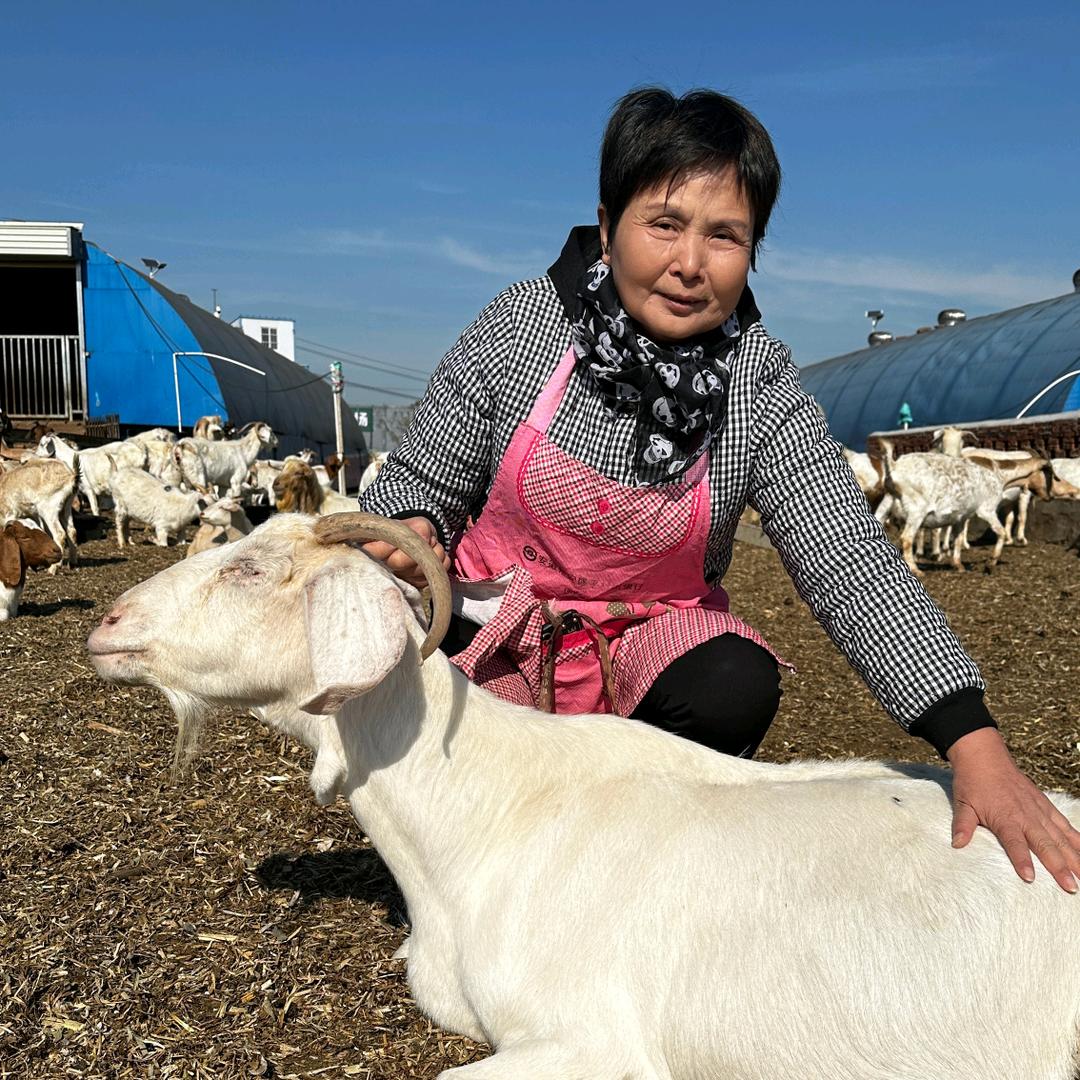 六零后女羊倌