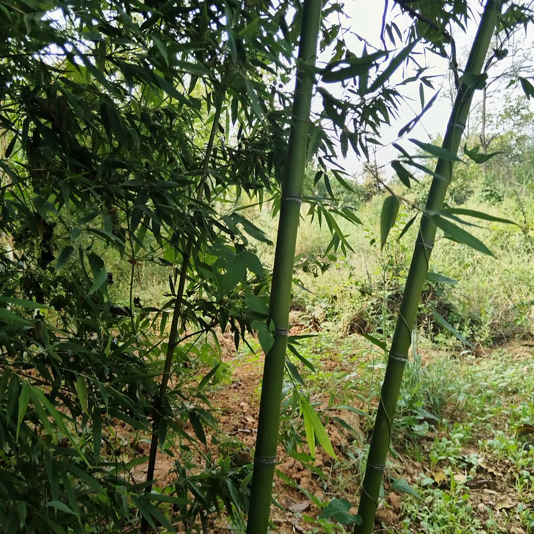 春景惹人醉