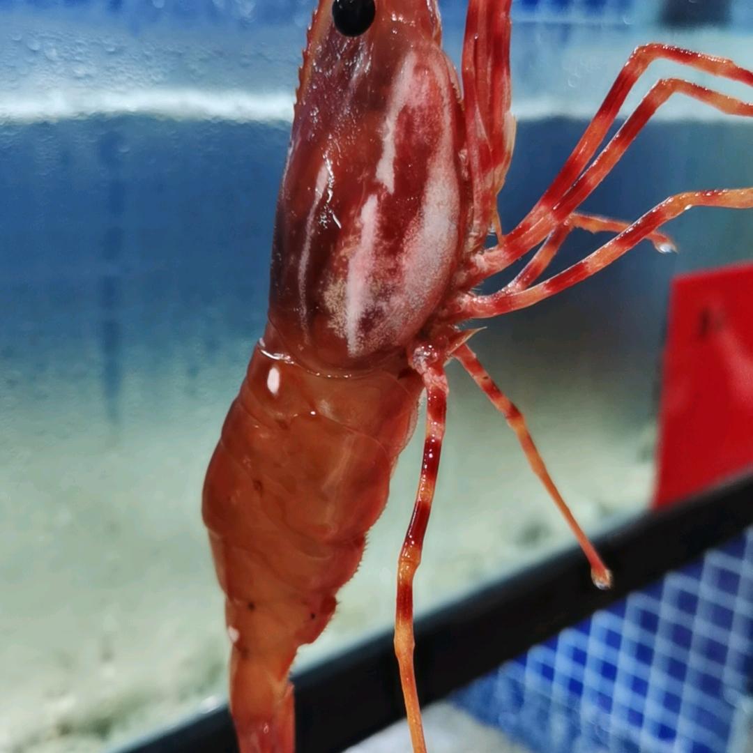 委  鬼  魏