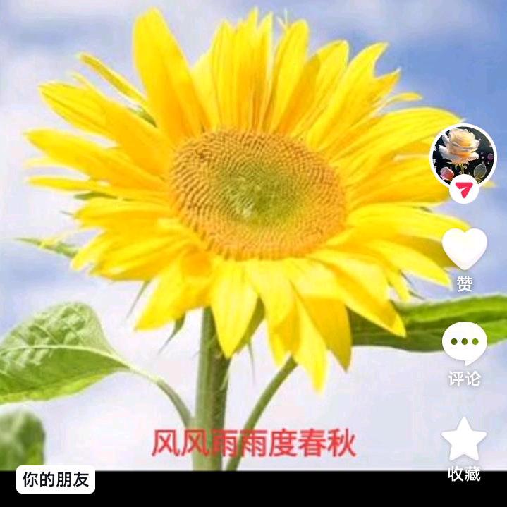 情缘依然