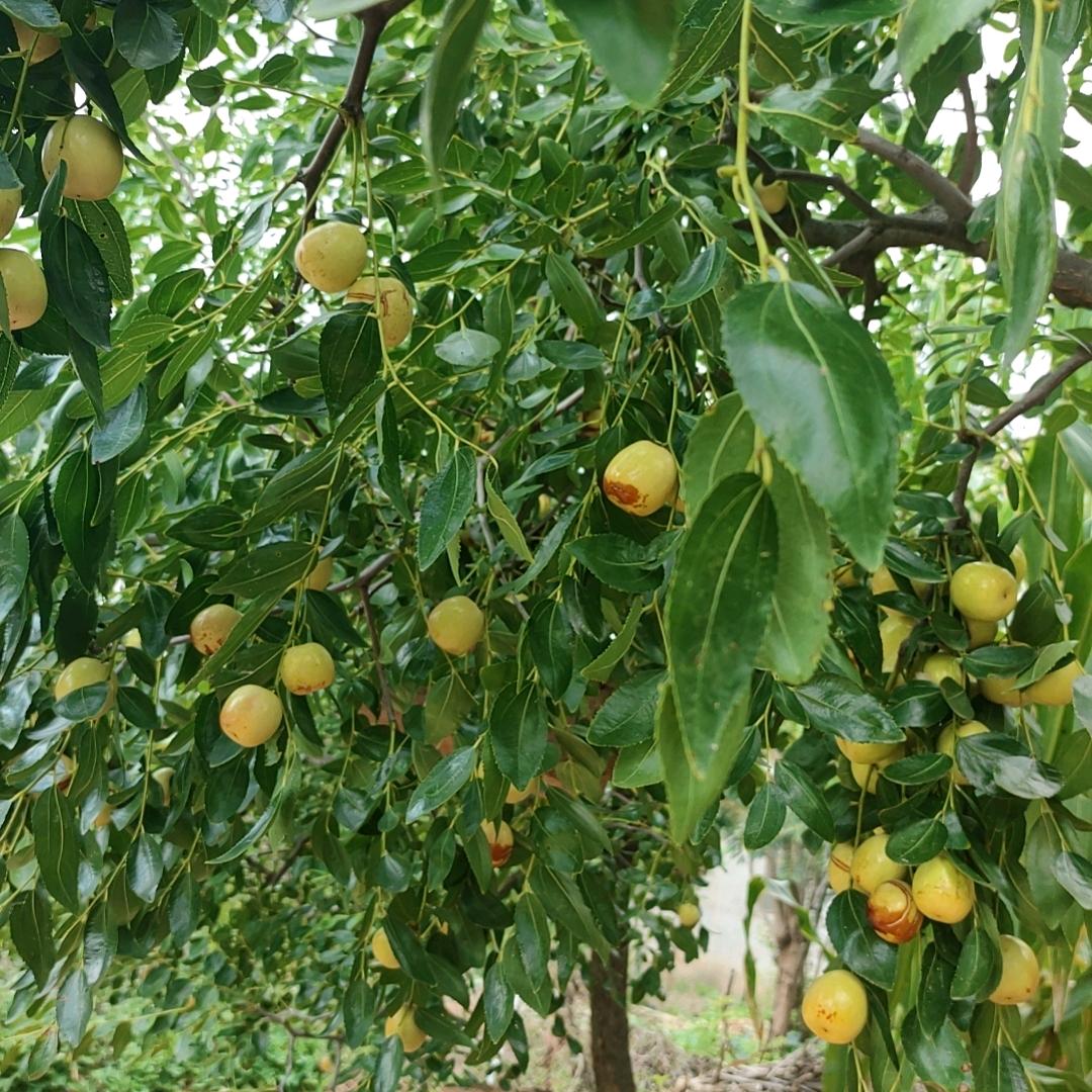 笑开河花
