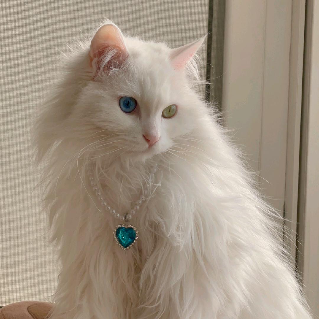 临清狮子猫繁育基地F4