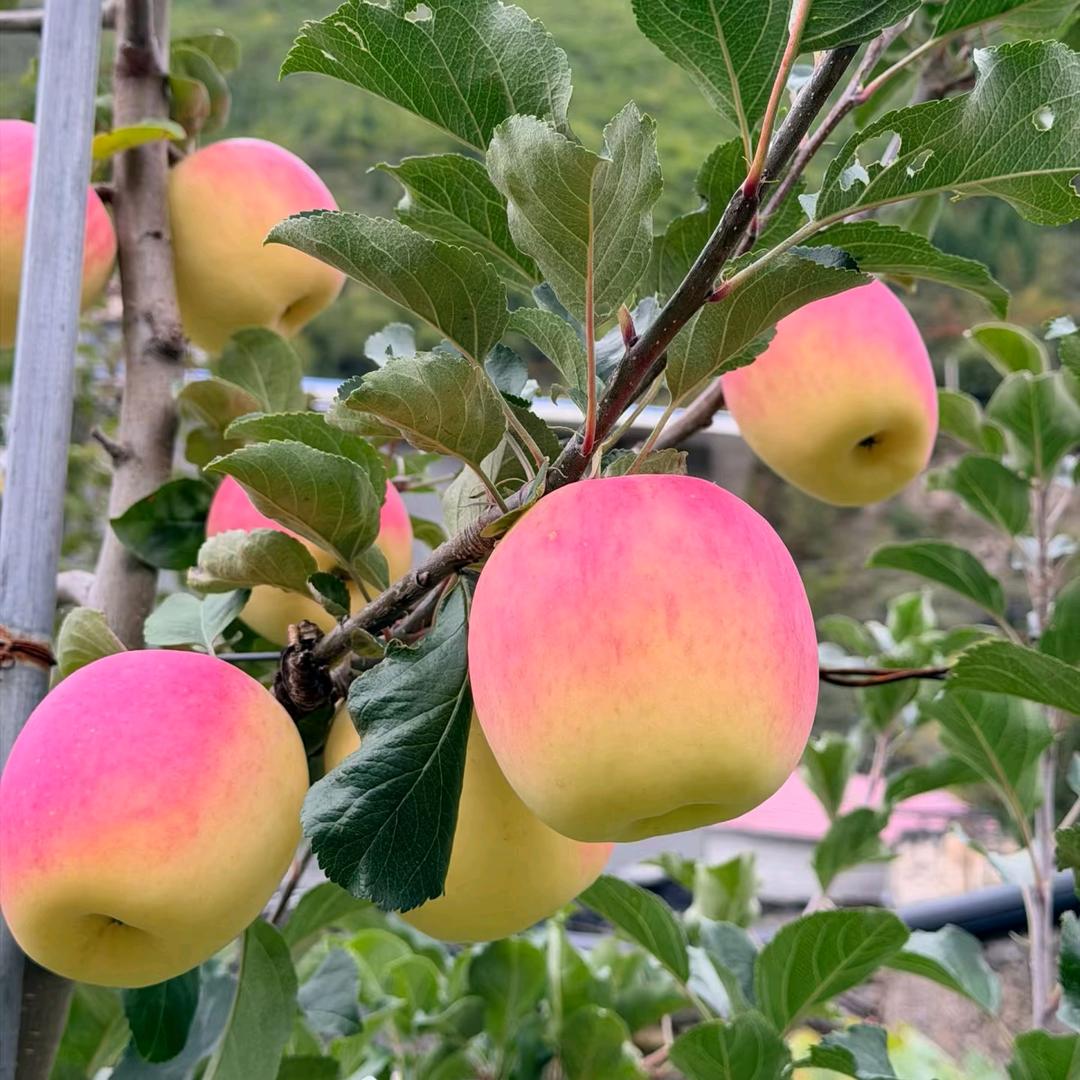 老公的瑞雪苹果之旅👍🏻