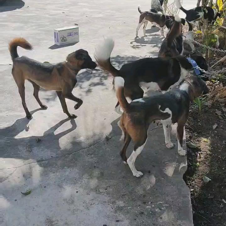 凉山猎犬专业户