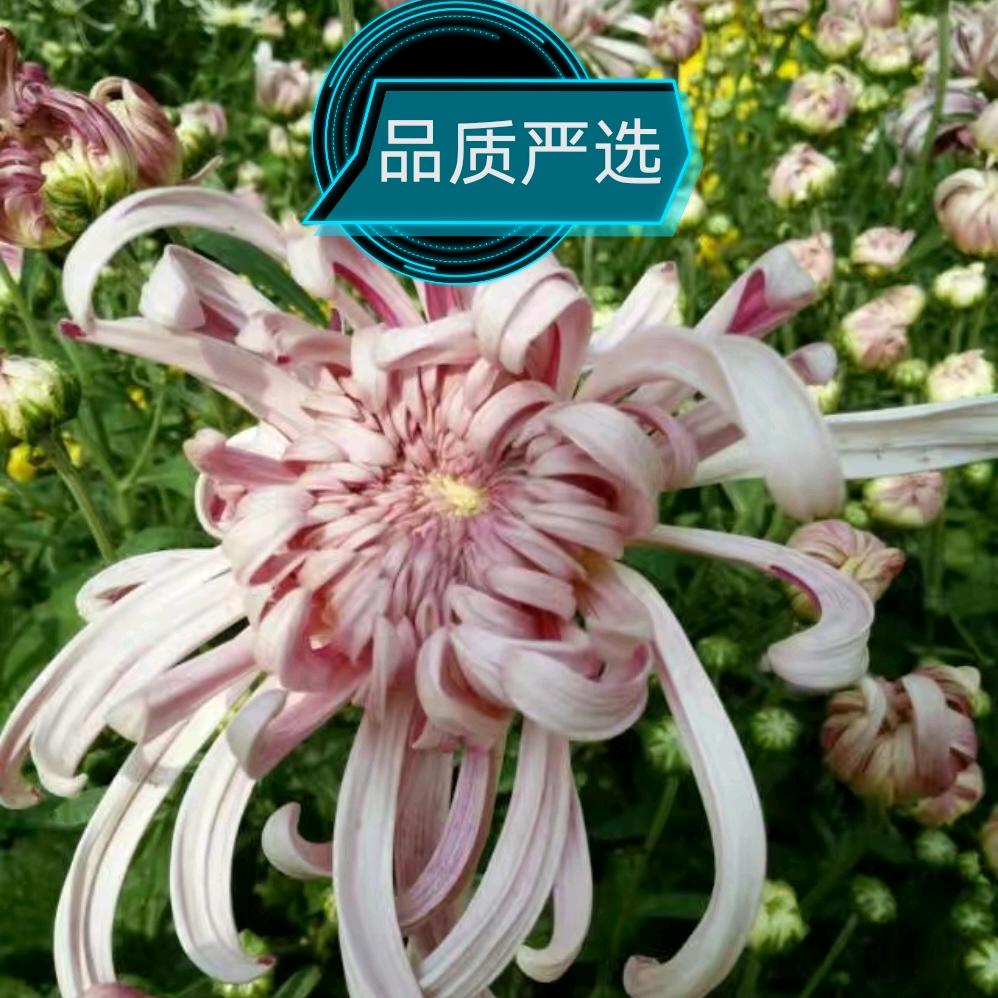品质严选