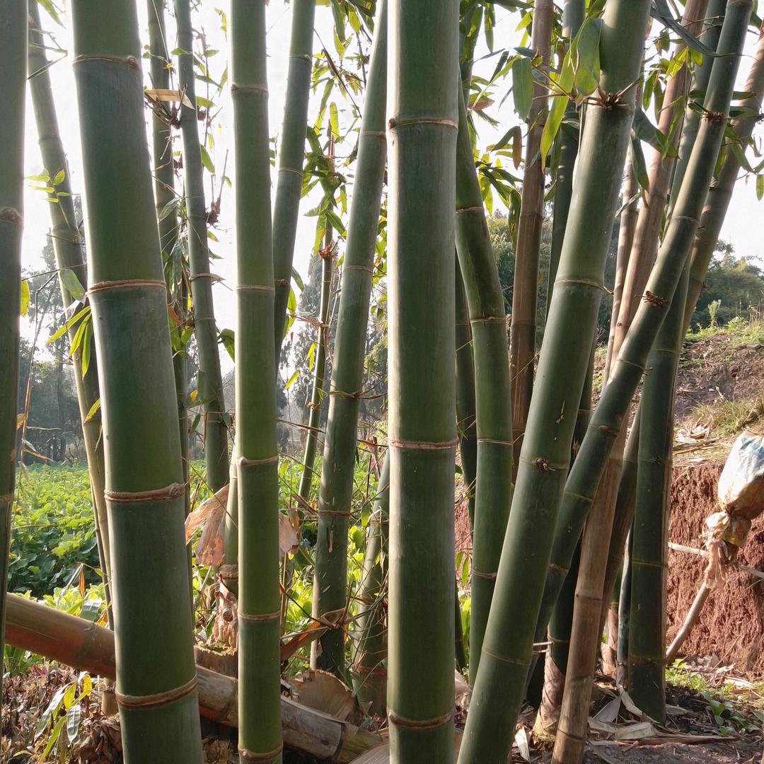 圆梦百货11