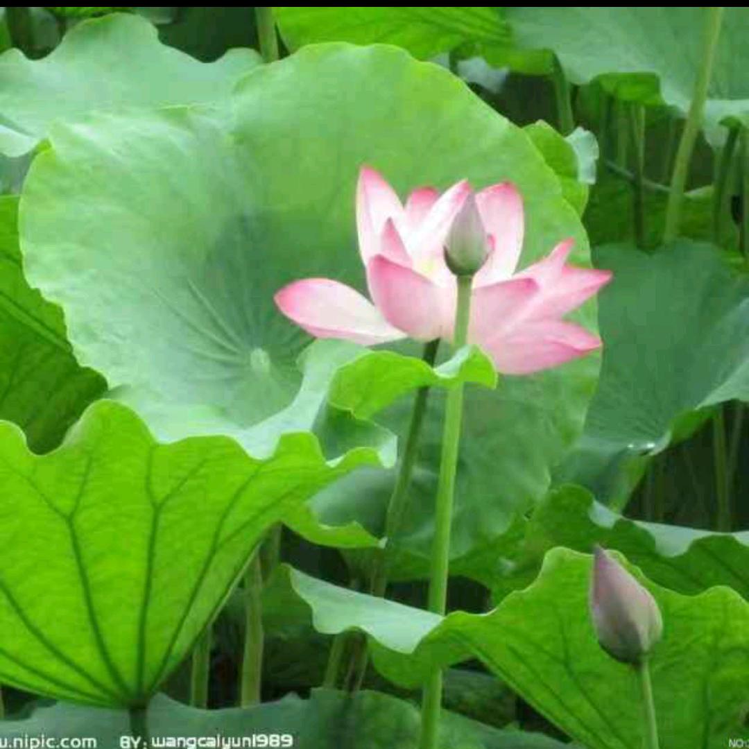临岸观荷