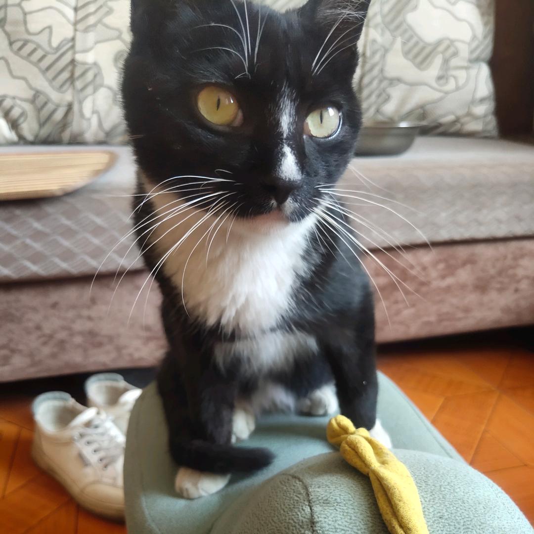 小黑猫