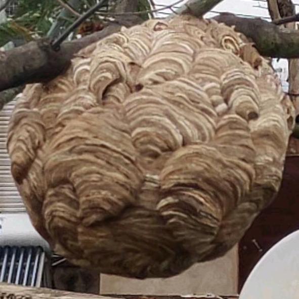 大憨憨