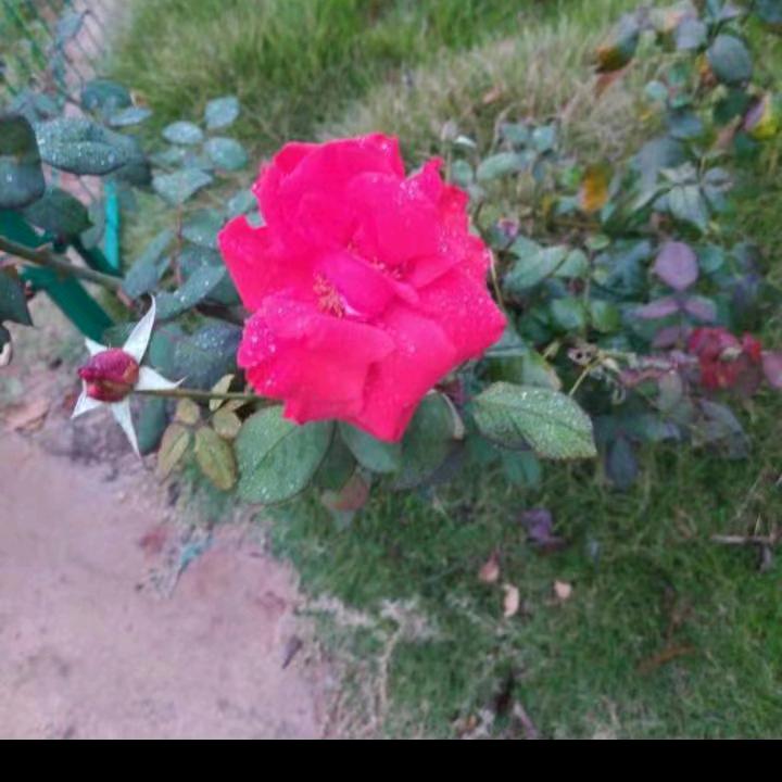 nIwO，congmO，xiangyu，