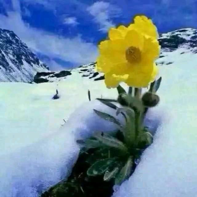 雪域故乡