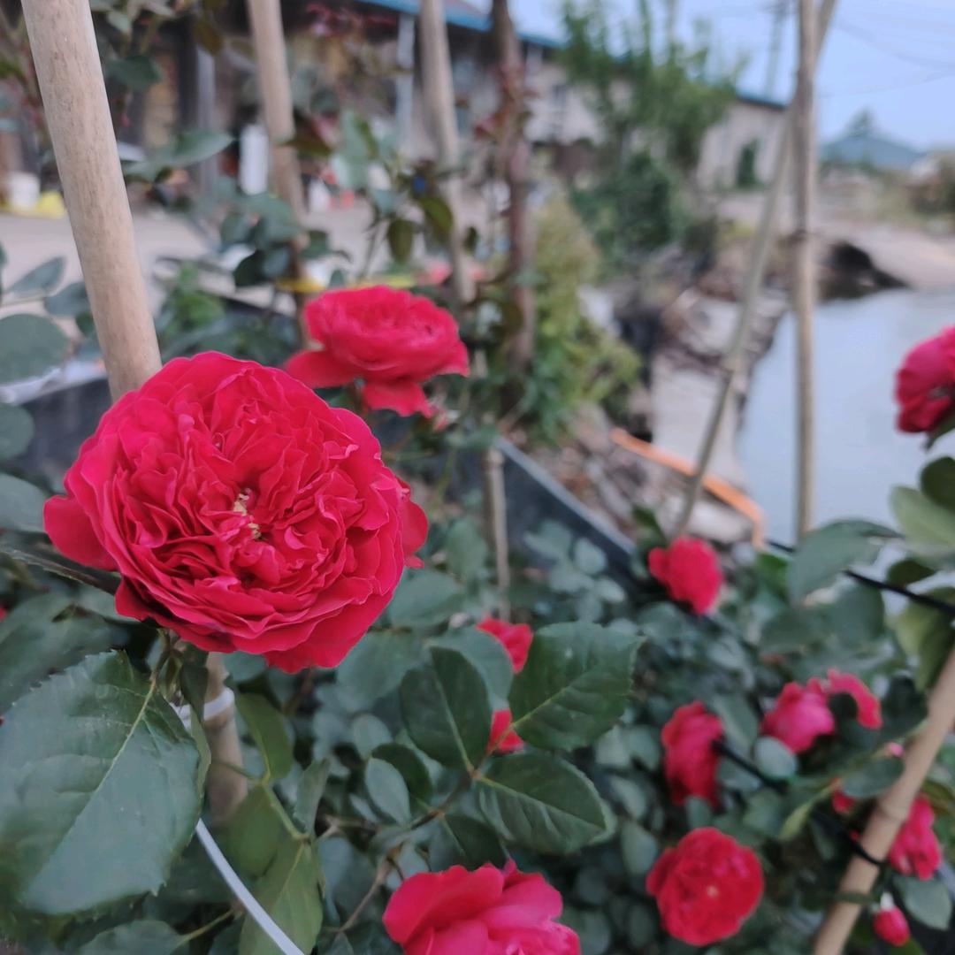 农忙的季节