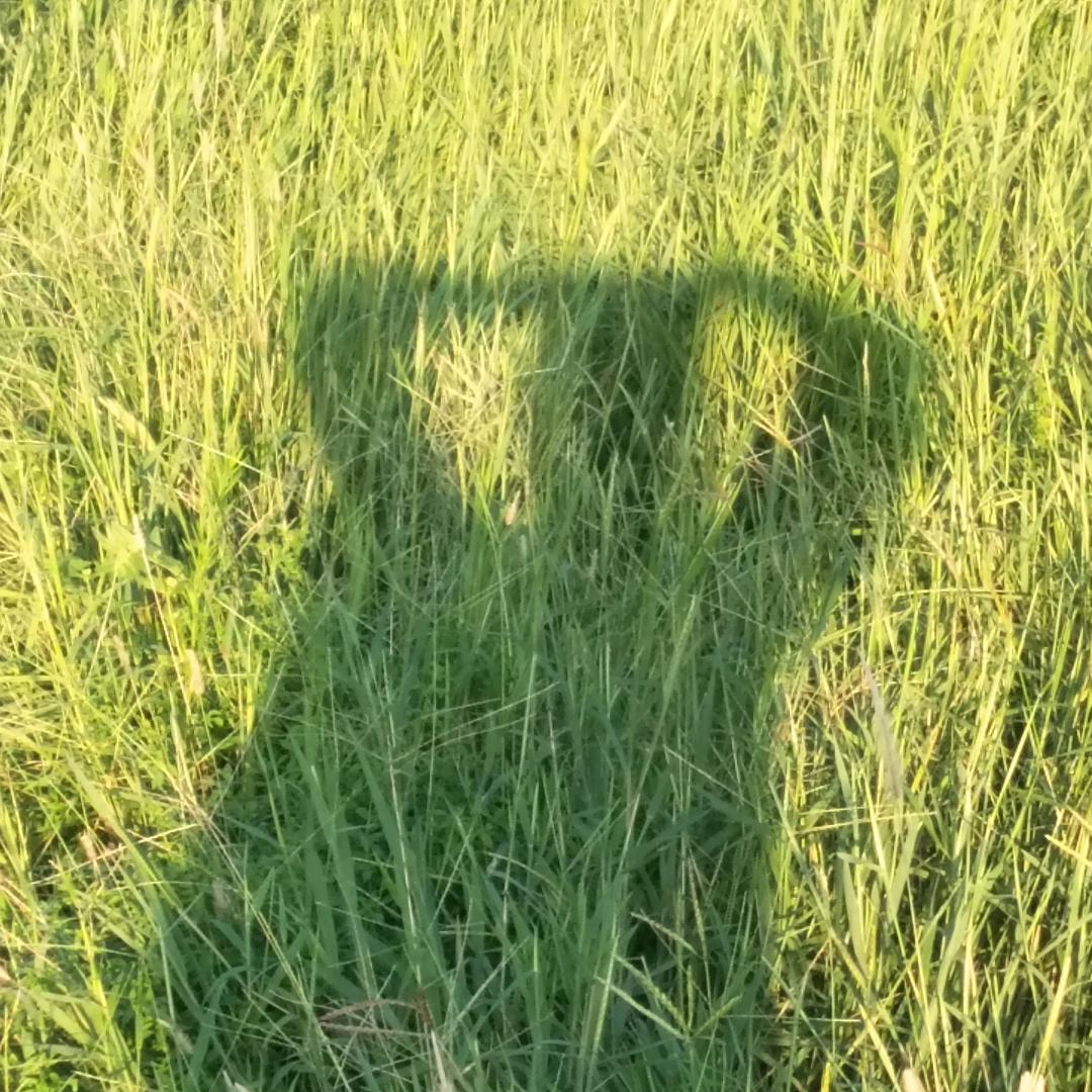 鍾会发光