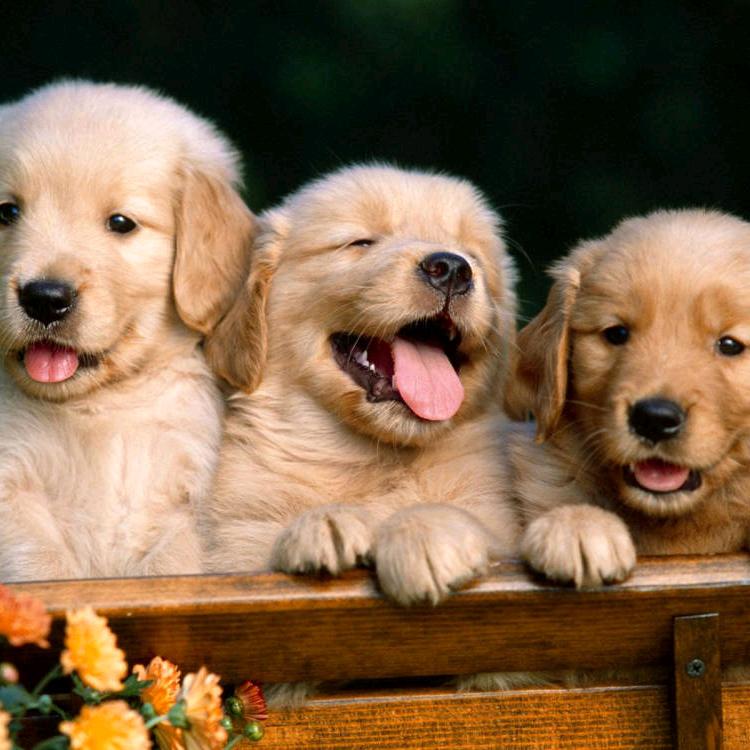 云凡宠物用品店