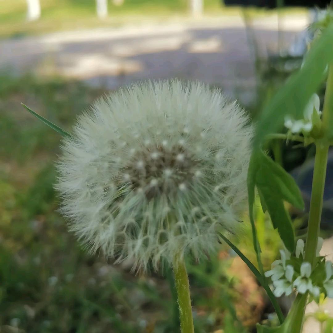 蒲公英的约定(*^ω^*)