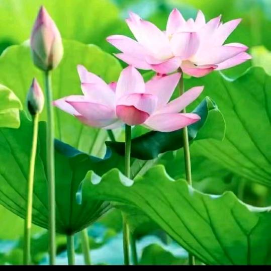 🌹美🍀好🌸时光🍓