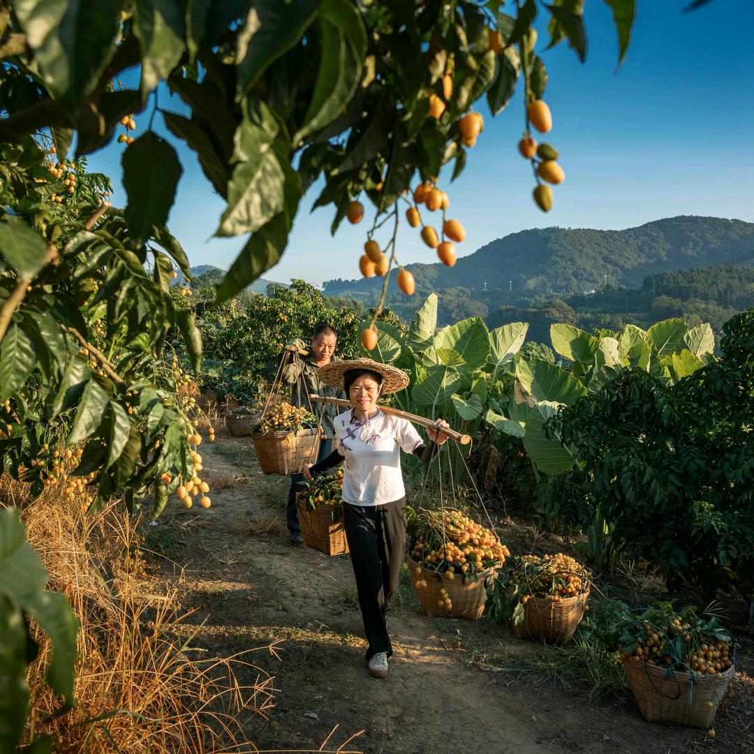 郁南无核黄皮果园直发