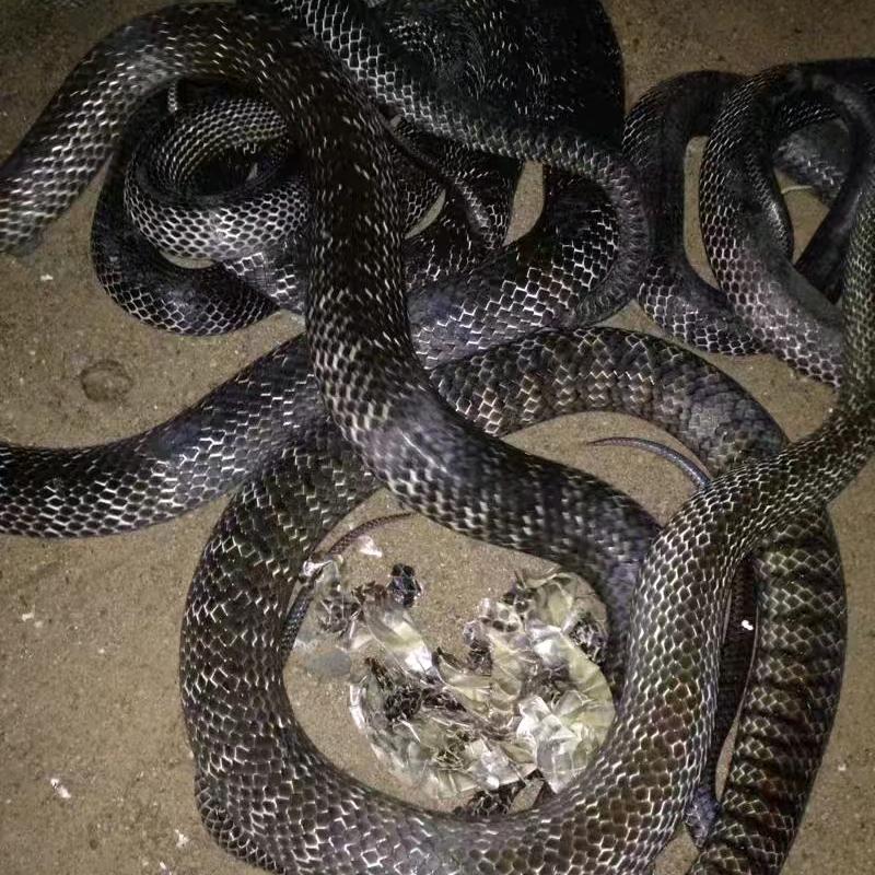 养蛇🐍小鬼