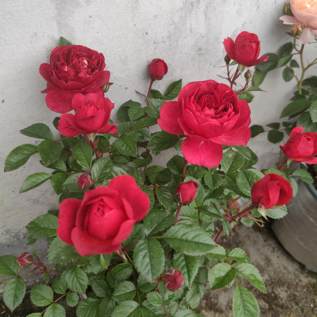 花🌸痴