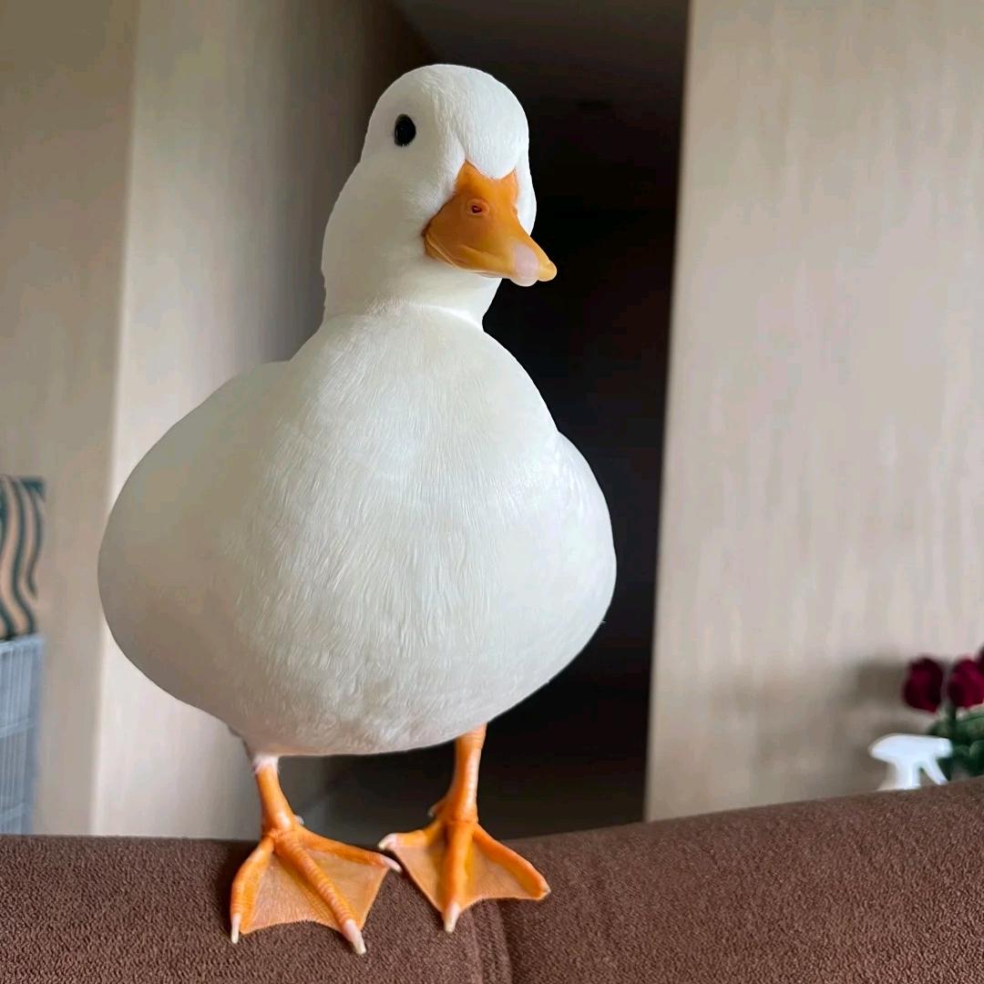 百鸿柯尔鸭👑