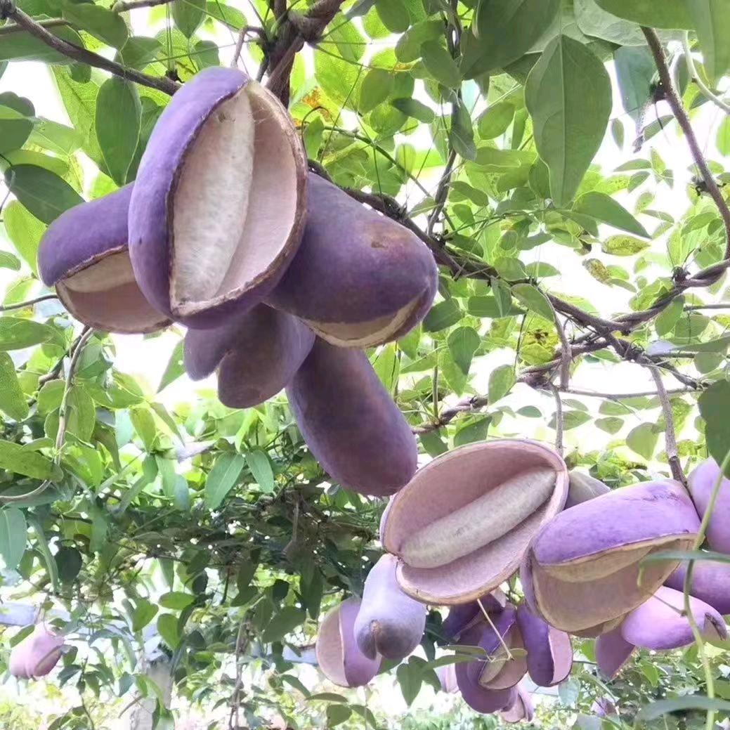 果果香水果优选