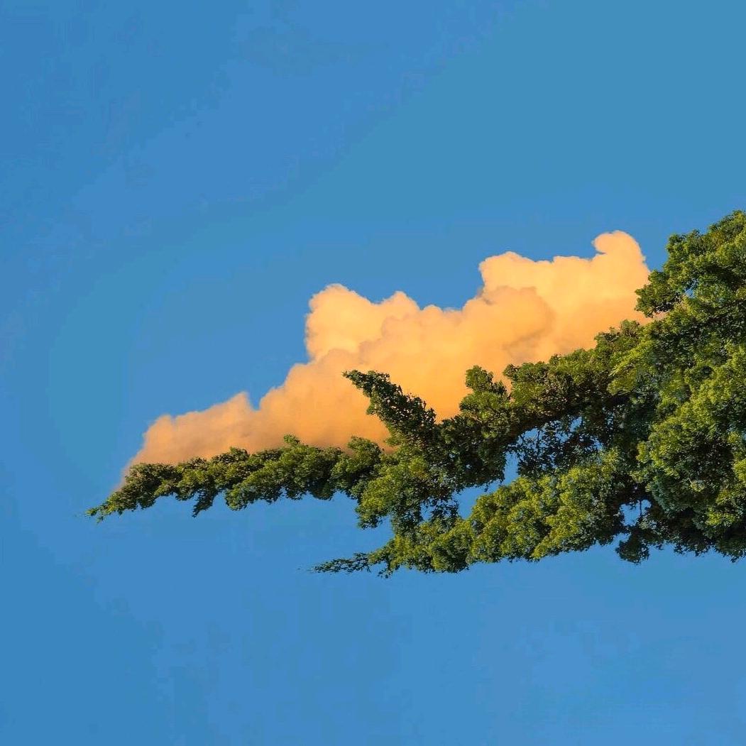 清酒双子星顶护