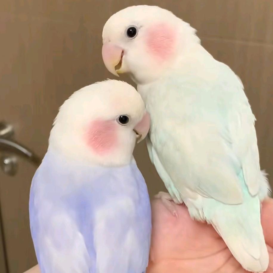 玄鹦阁鹦鹉养殖基地