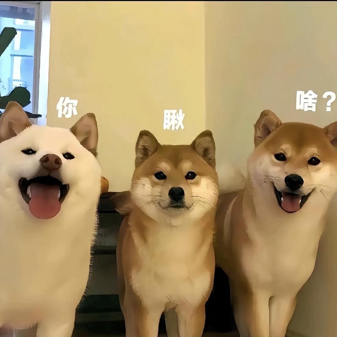 你的汪汪队