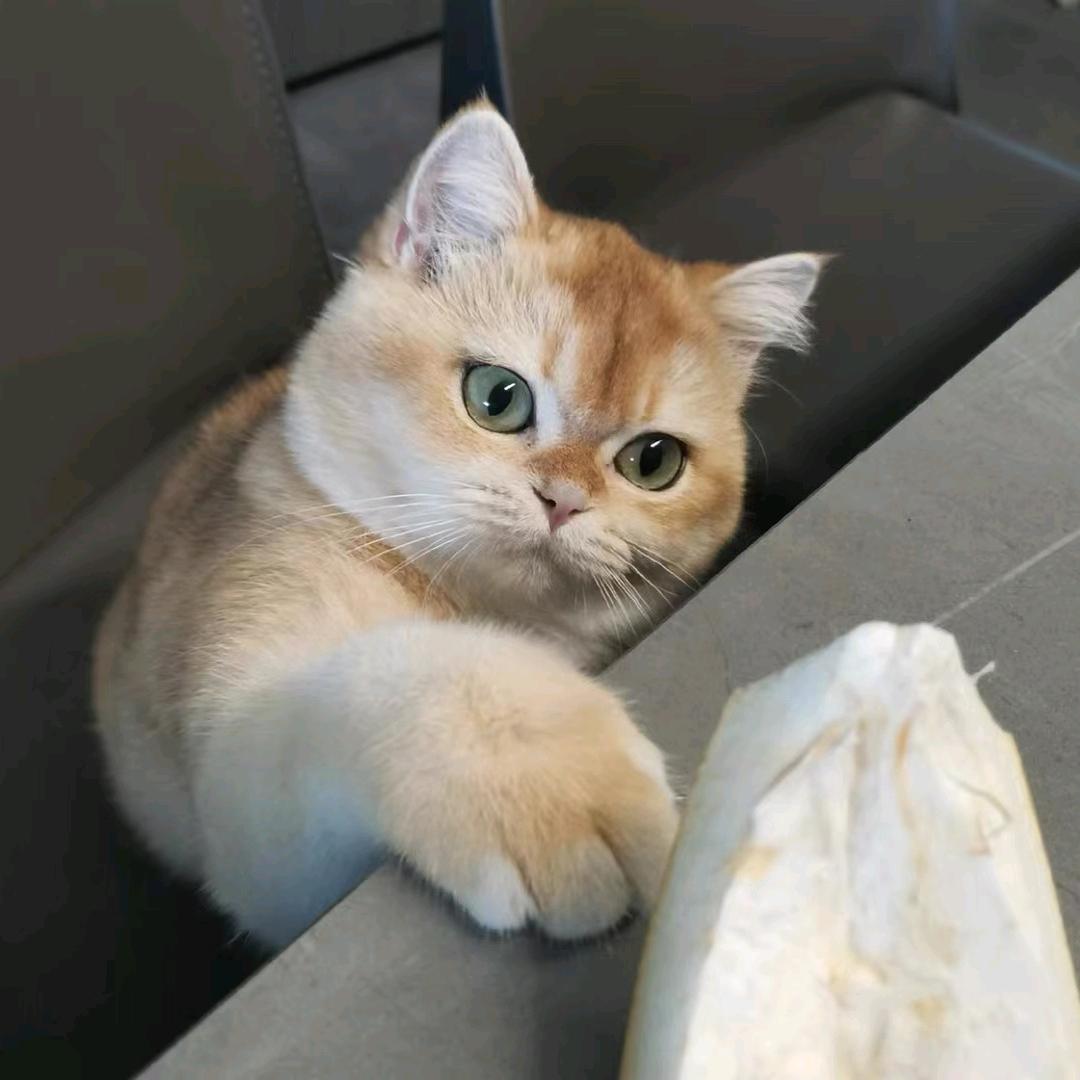 兴义猫肥狗壮宠物店
