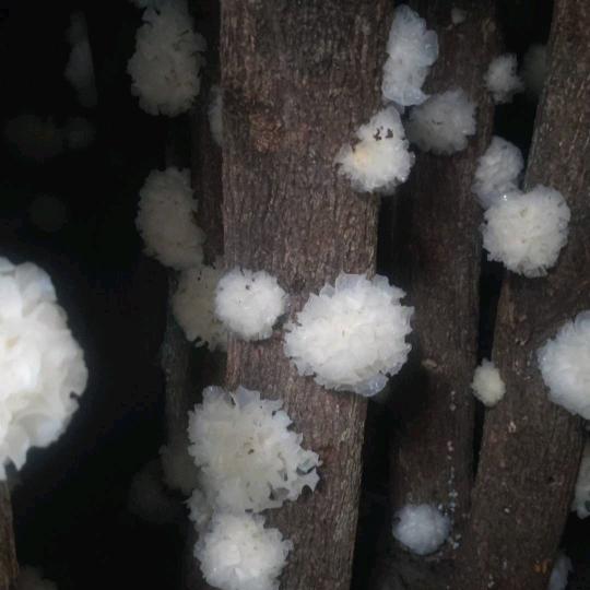 小张银耳种植
