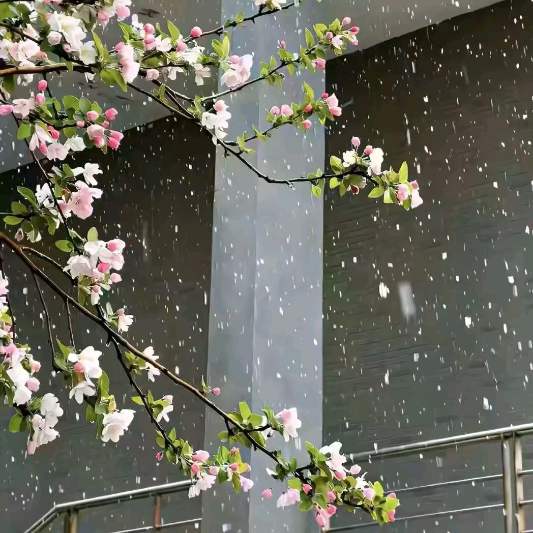 芝士小熊R