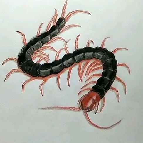 寡人弹不出你要的情律