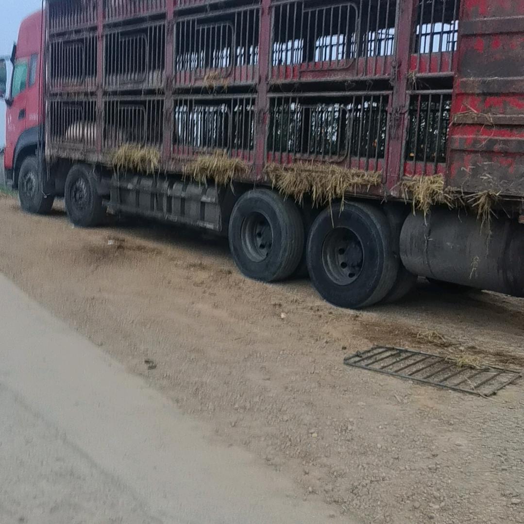 高家场土猪肉