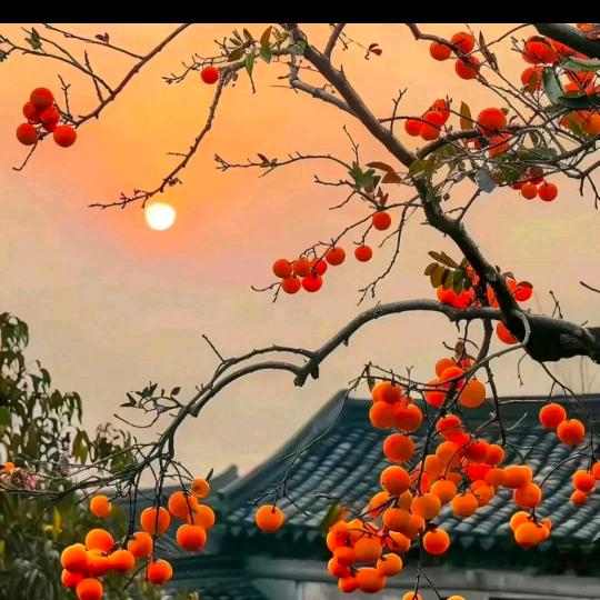 张 土 土 😊