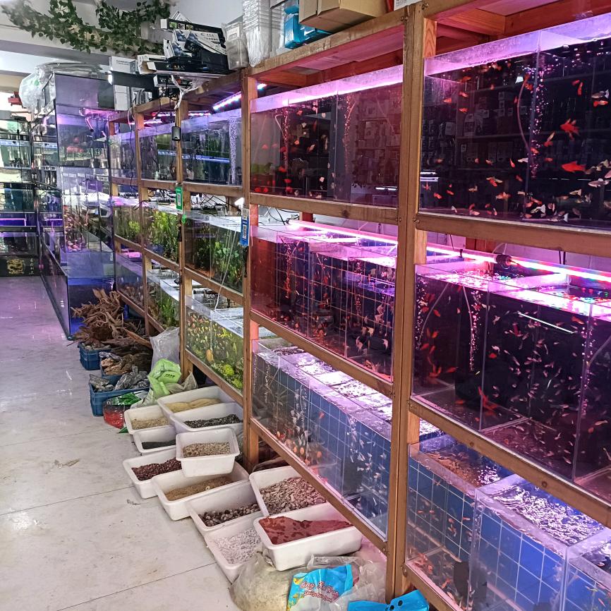 益之鱼水族